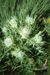 Distel