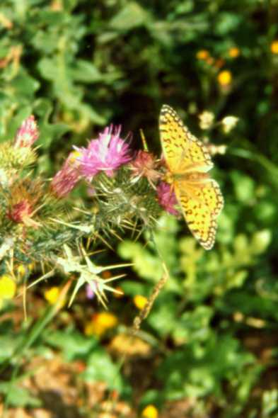 Schmetterling