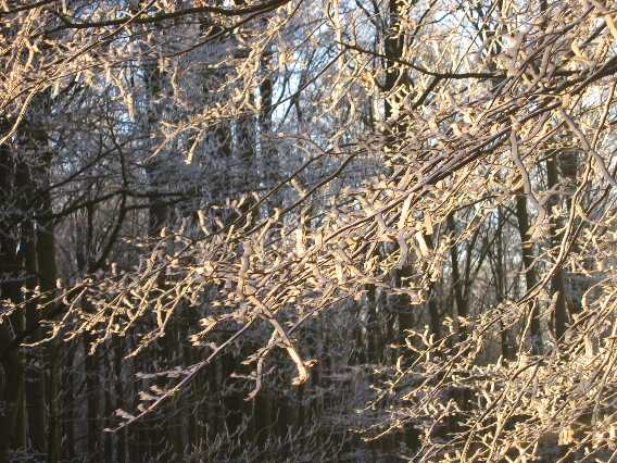 Winterwald